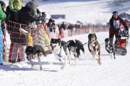 Lenk 2013